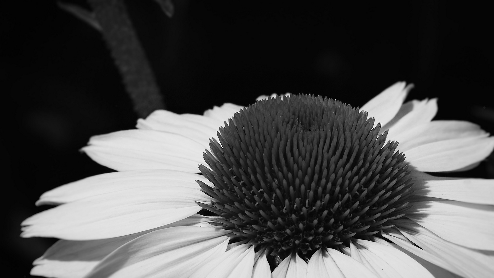 Annual Flower Trial Garden, Fort Collins, CO