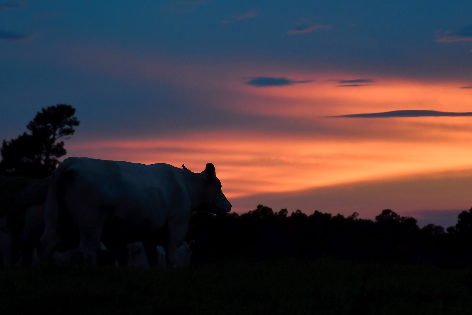 Arkansas cow cow