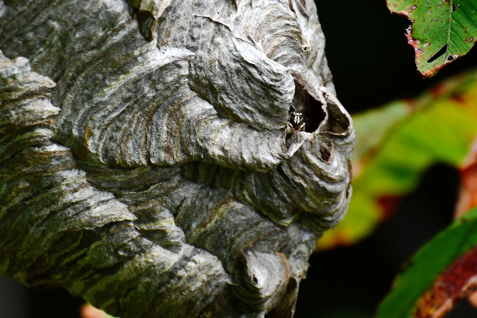 Peek-a-boo, Georgia
