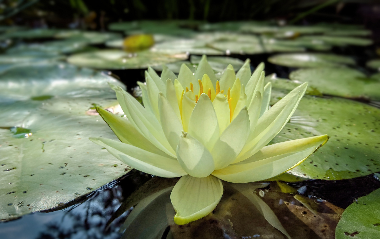 Fayetteville Botanical Gardens, Arkansas
