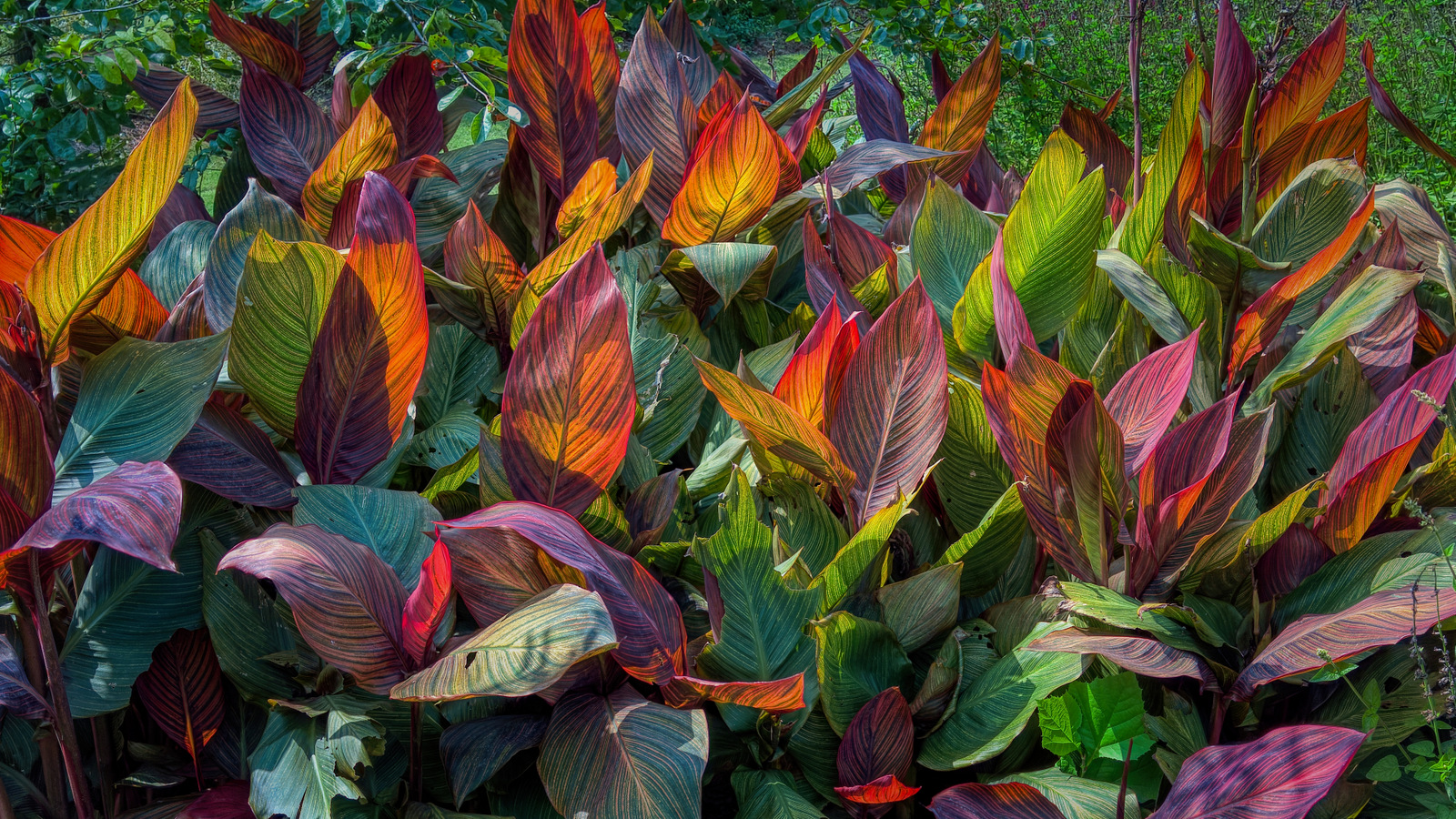Fayetteville Botanical Gardens, Arkansas